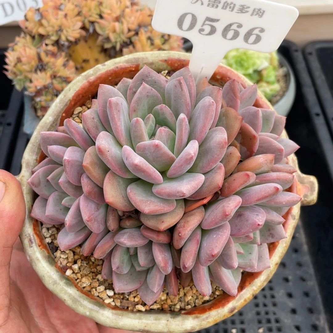 0566爱丽儿不带盆12厘米