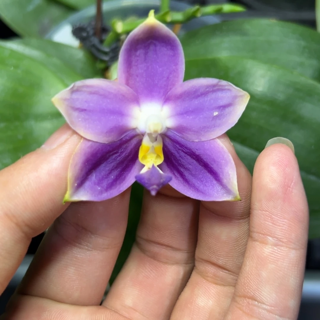 完全开放l070三寸ys1181