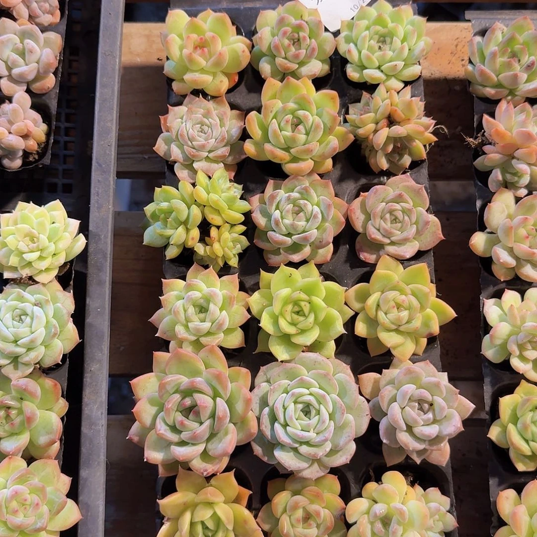 直播一物一拍福利307