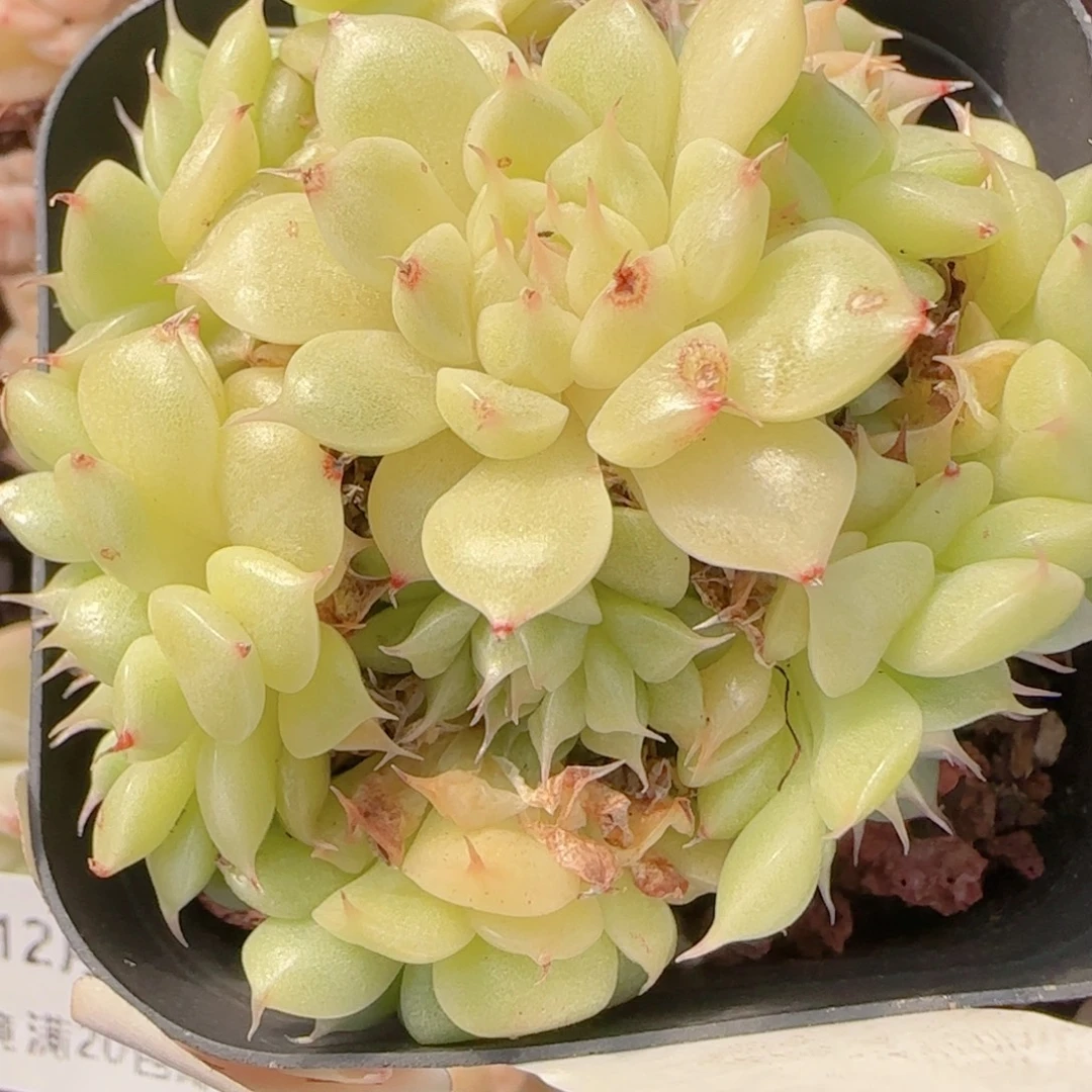 用***淡花语多肉1228-400散叶伤