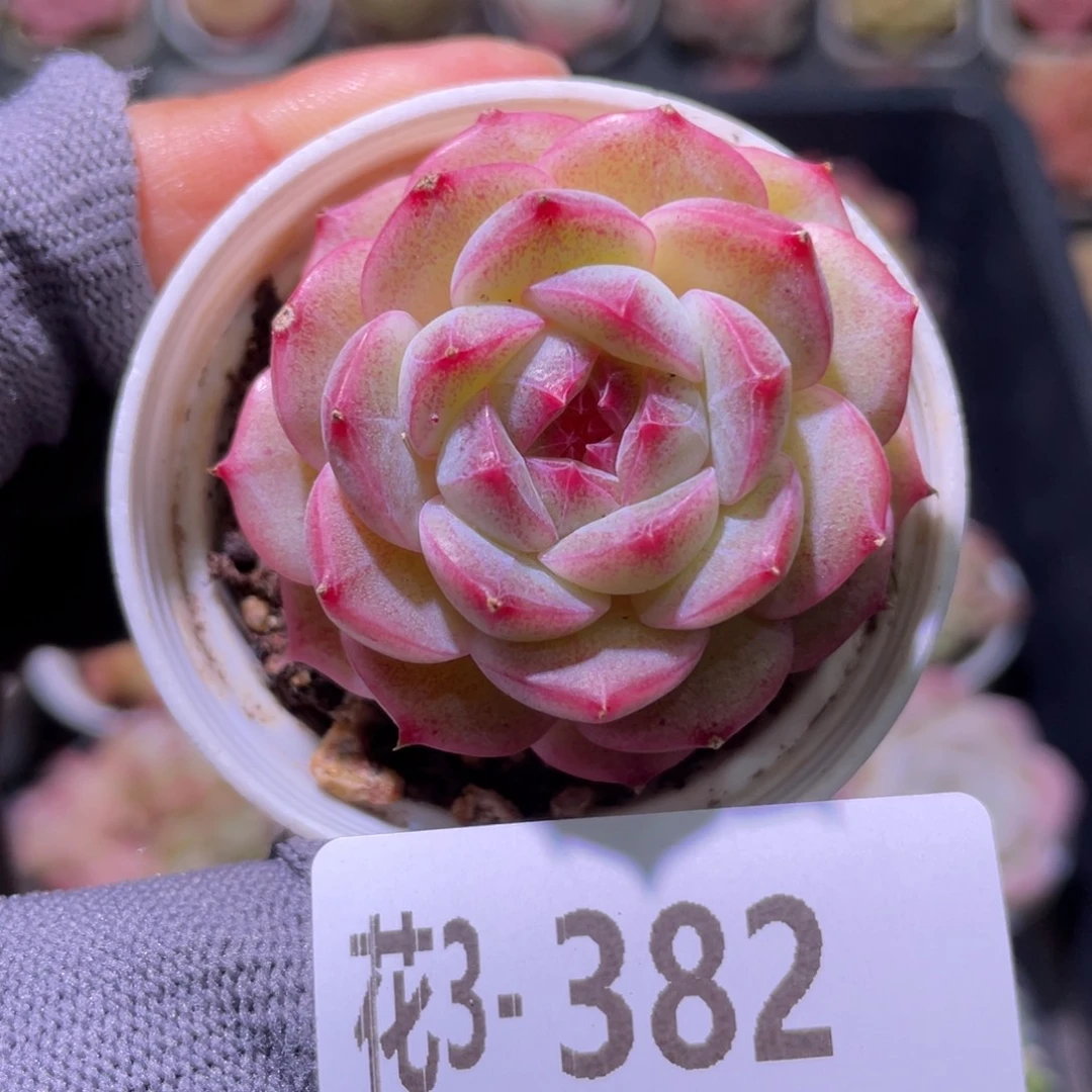 花利美3-382糖心新品
