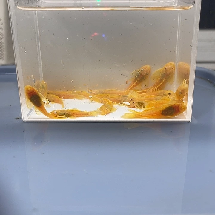 清道夫鱼中号胡子20条