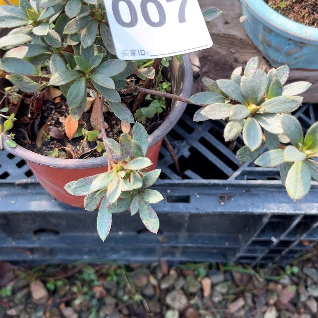 红陶直播时间一物一个