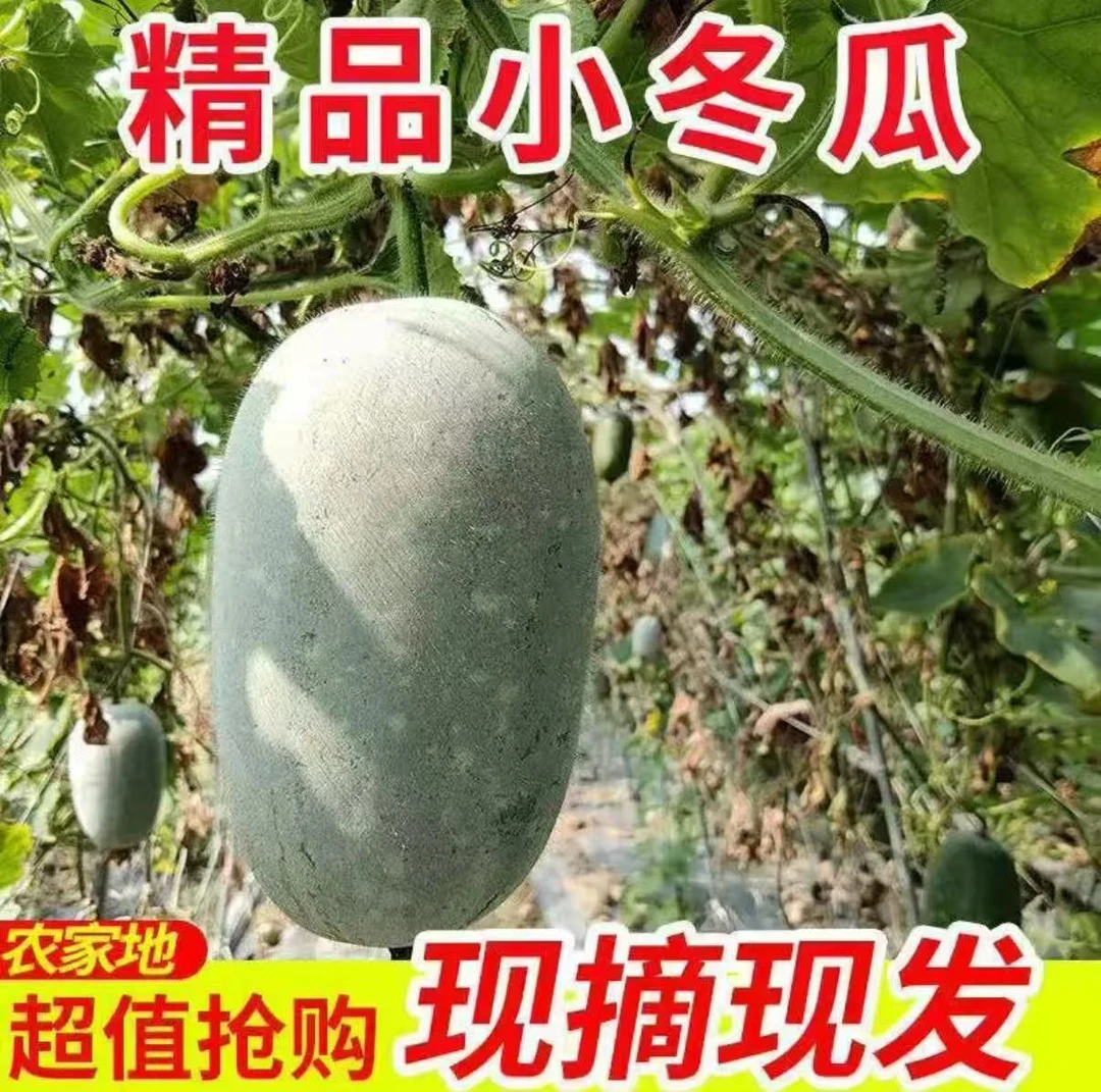 河南自家种植水果挂霜小冬瓜火锅必备菜