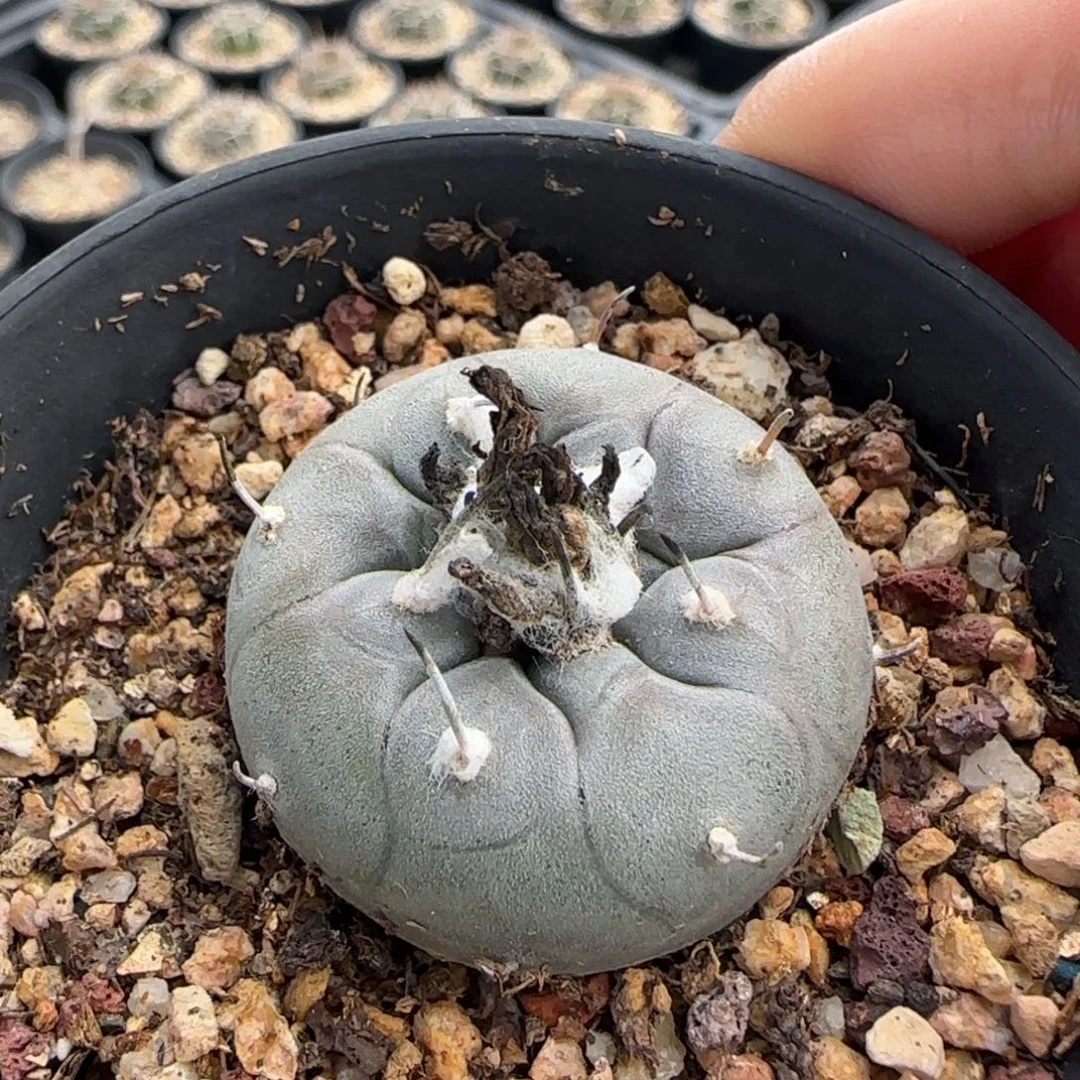 042实生冬云多肉3.4