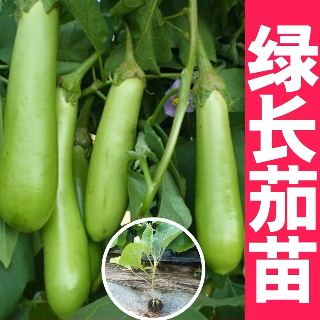 正宗绿长茄秧苗高产皮薄茄子青皮茄子苗四季种植易种易活蔬菜苗
