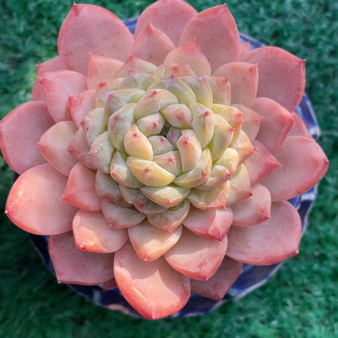 多肉植物盆栽多肉