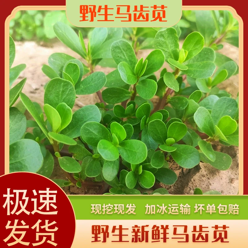 新鲜马齿苋马蜂菜野菜现挖包邮坏单包赔