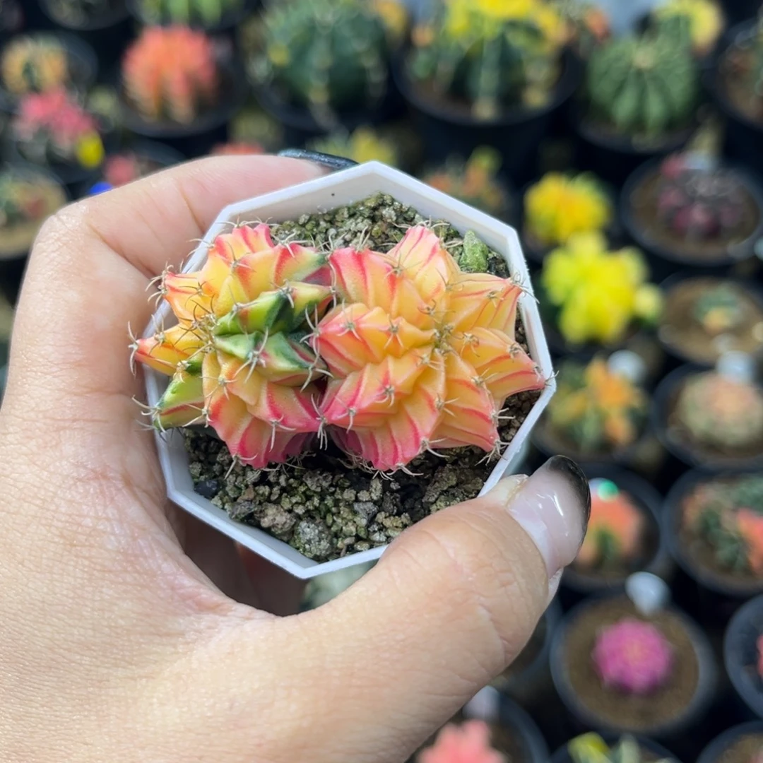 双头肋骨锦，带盆土