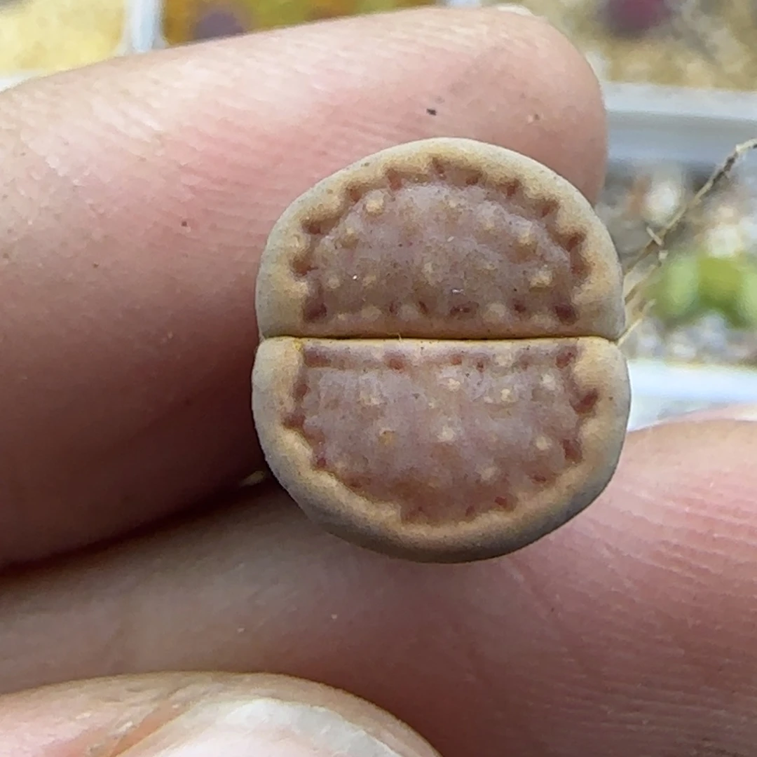 149巧克力饼干清框