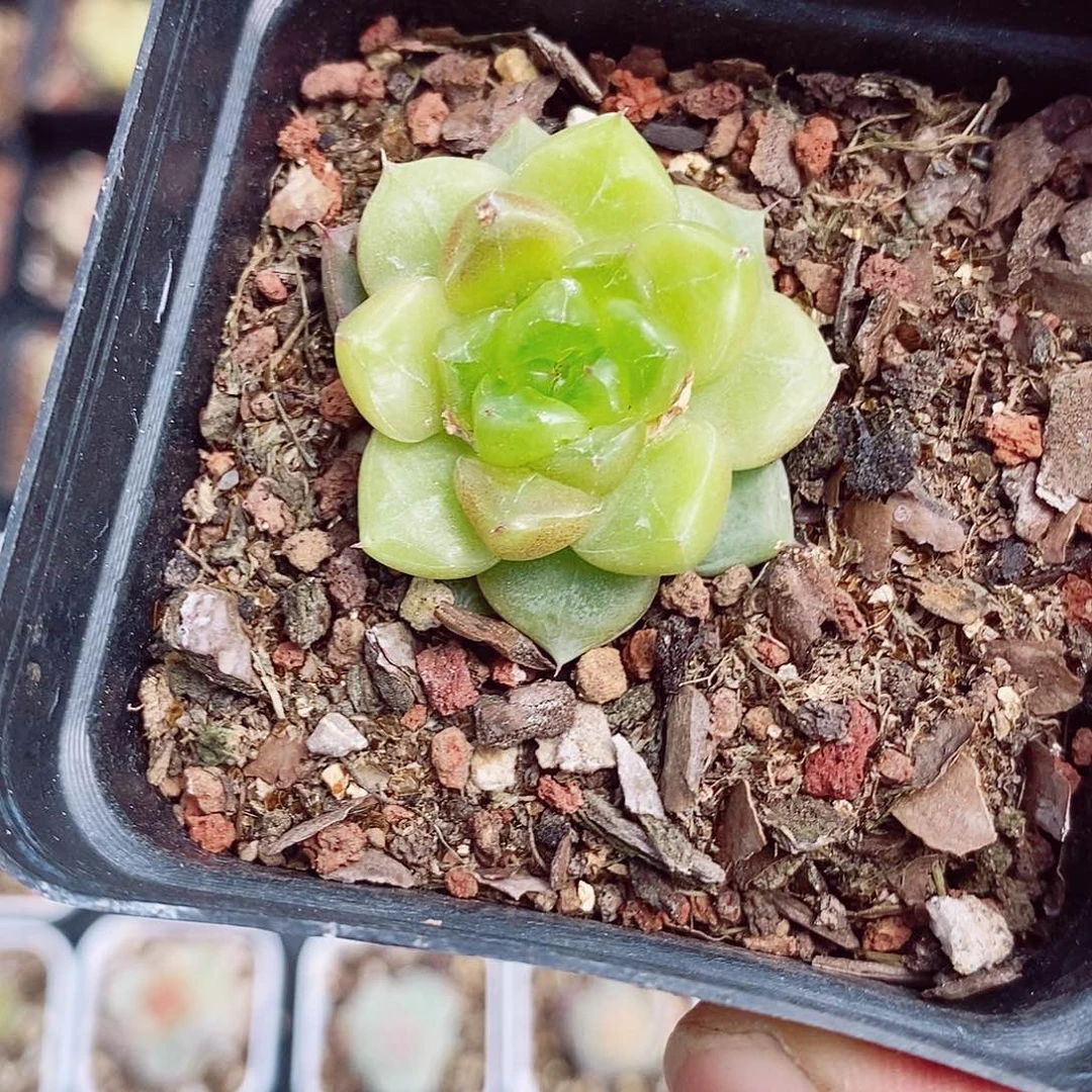 玉珍冰珍妮3-4cm多肉植物