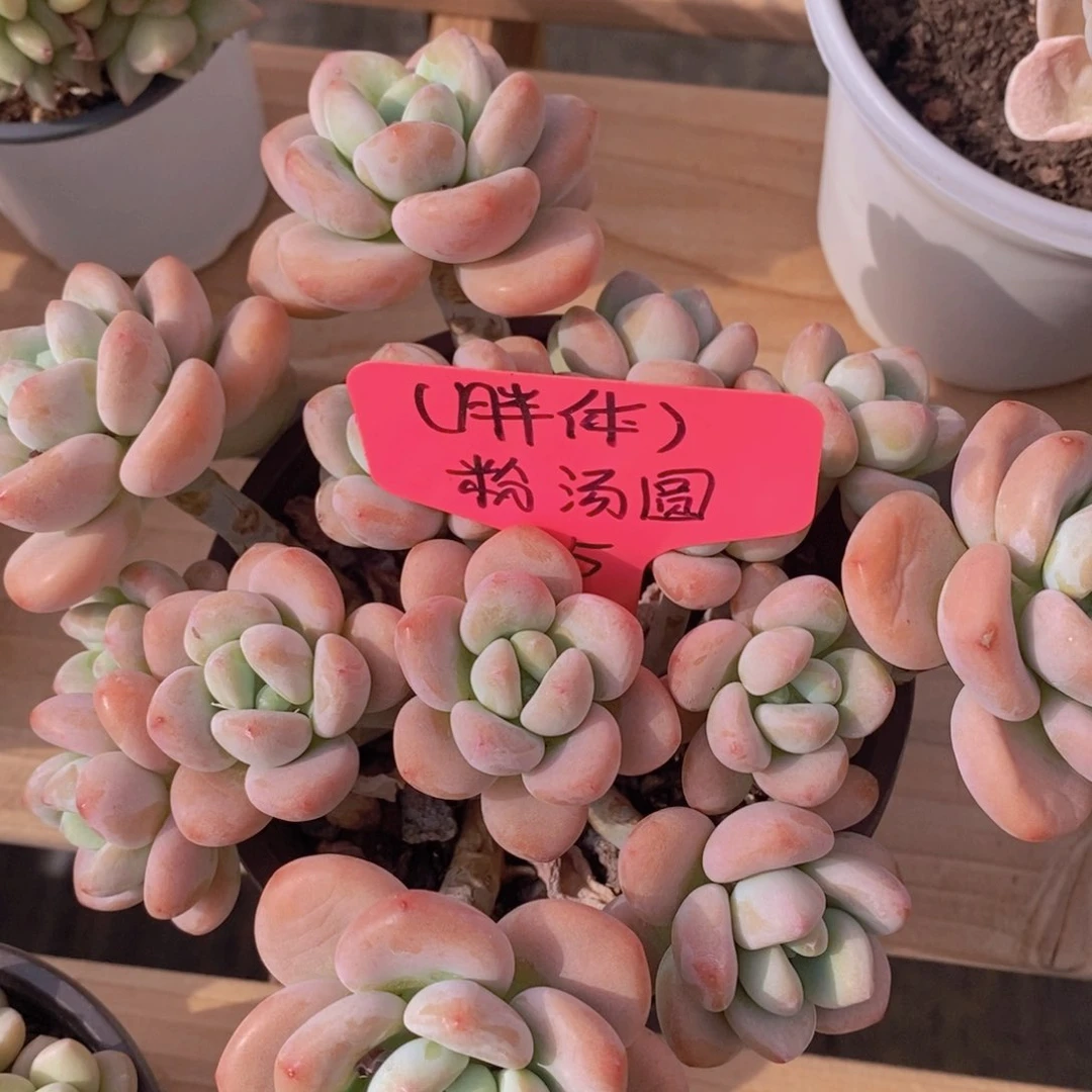 多肉植物，一物一拍，节日活动，3单包邮