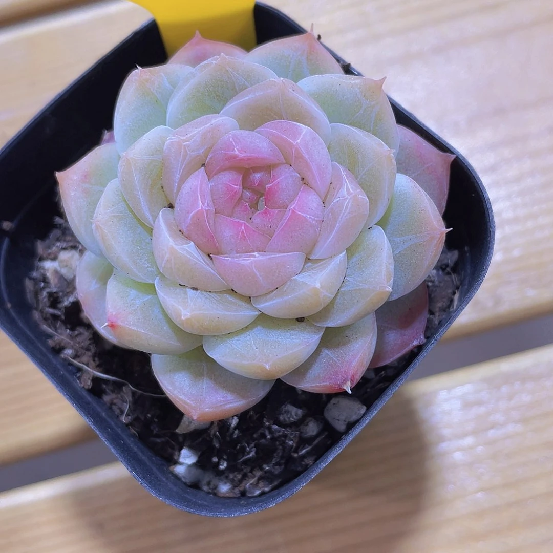 86号 天花板白桃汽水单头