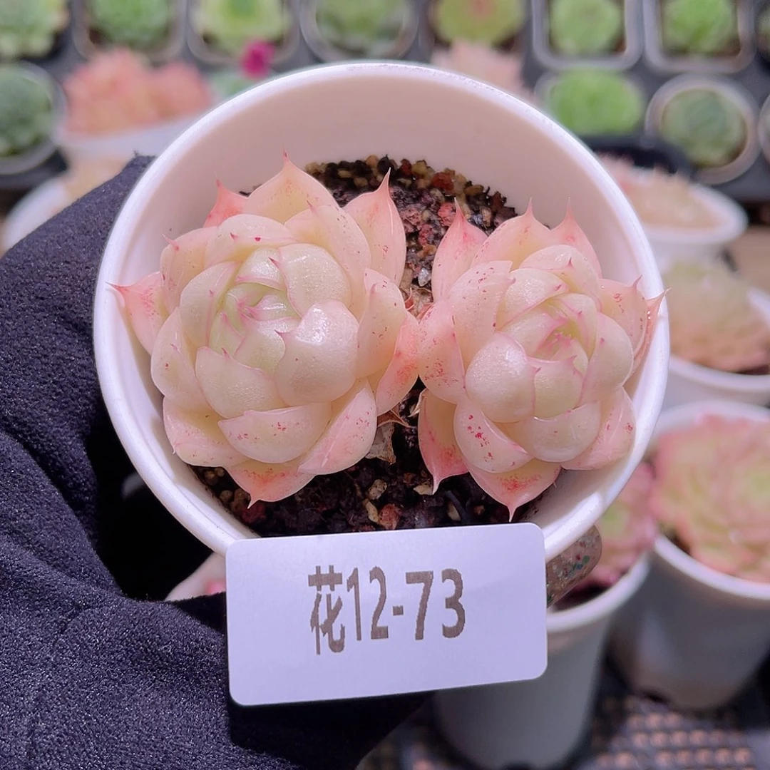 花利美12-73麦秆双头