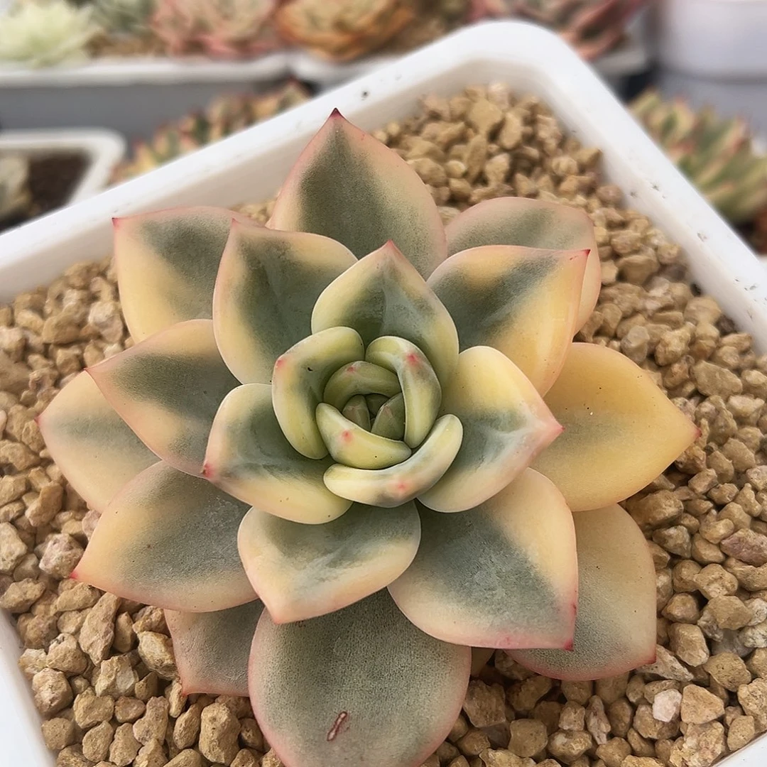 伊丽莎白锦多肉植物