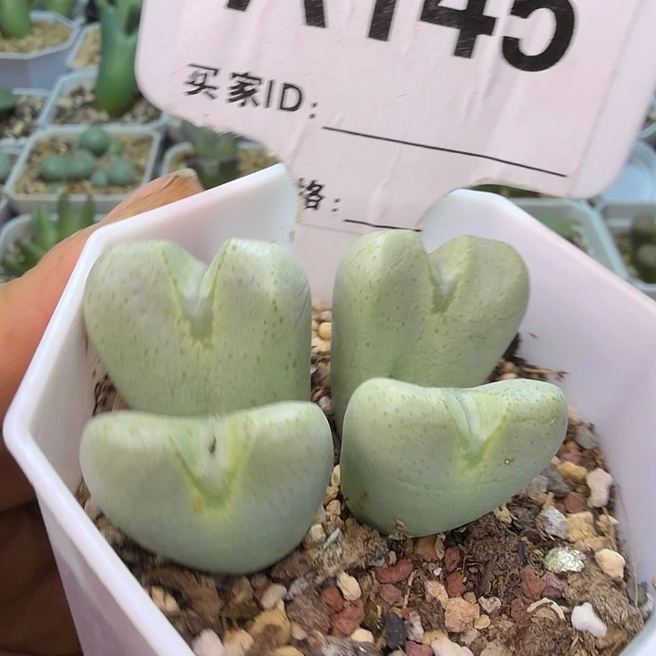 145。紫花少将一盆