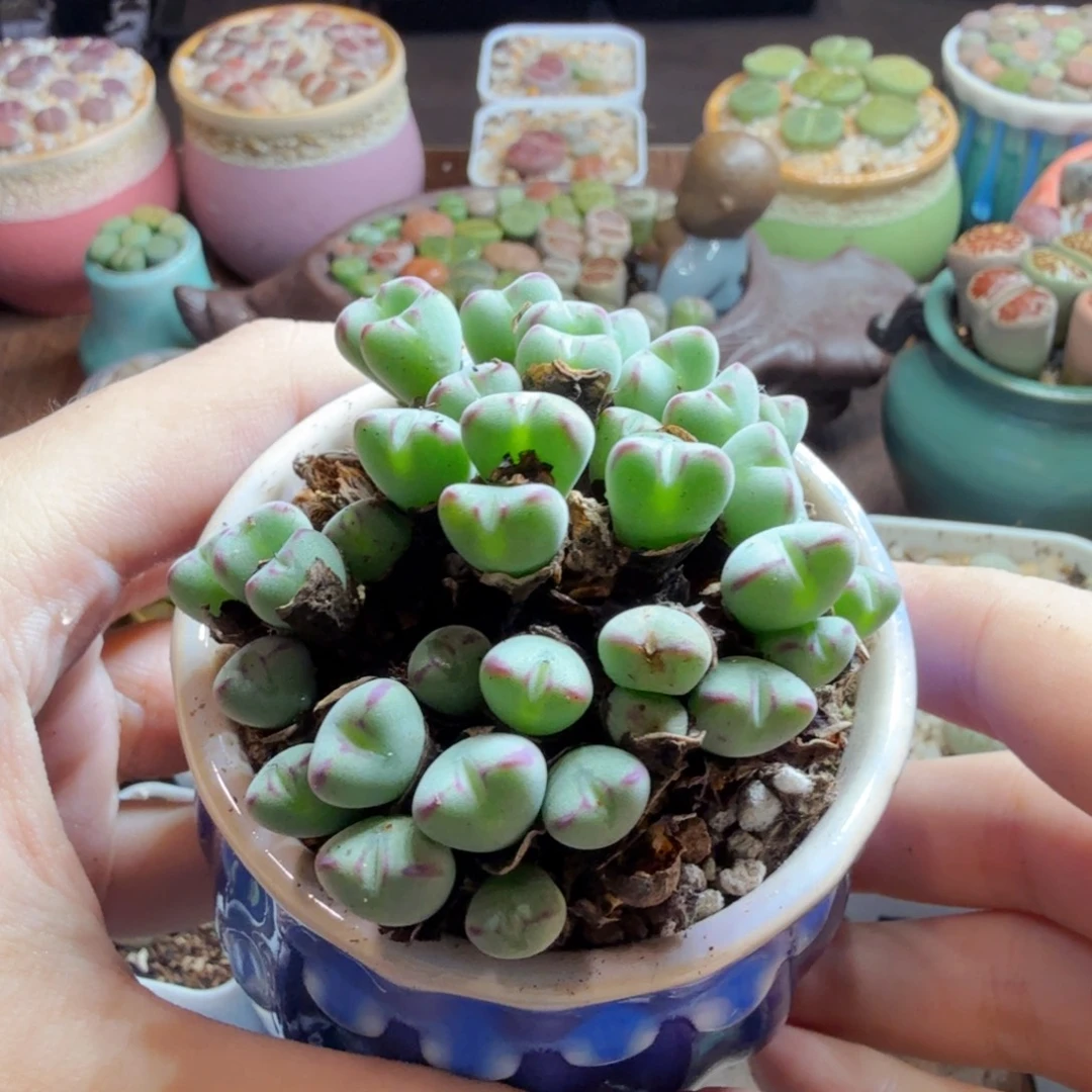 乐***乐多肉植物的生长发育和生长发育313