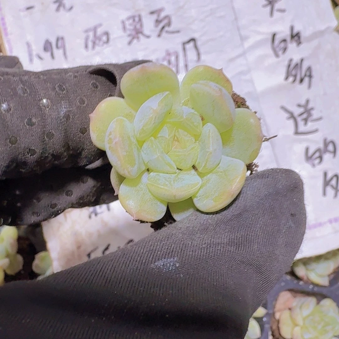精品白恋两颗一组
