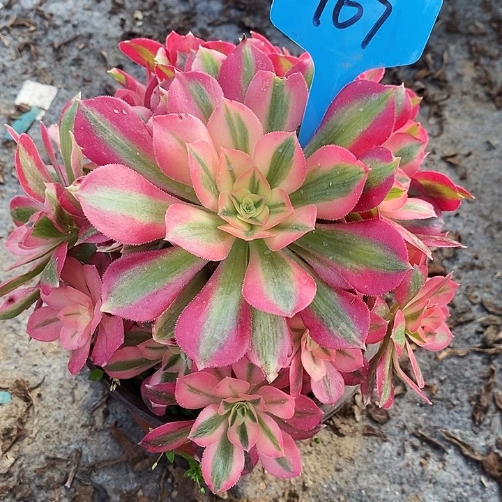 107 一颗粉女巫法师