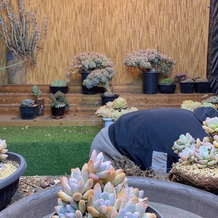向***往442号香水多肉植物