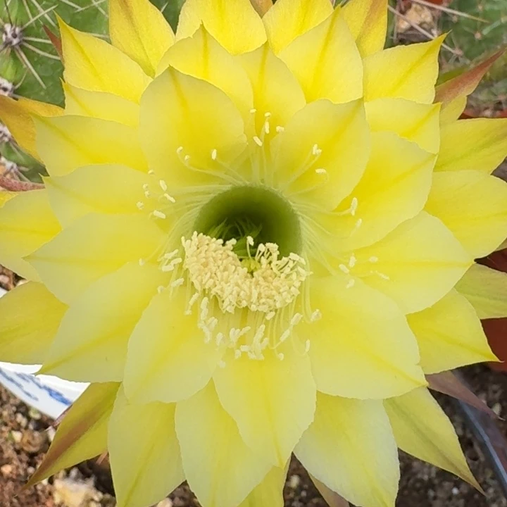 1217 大盆实生彩草