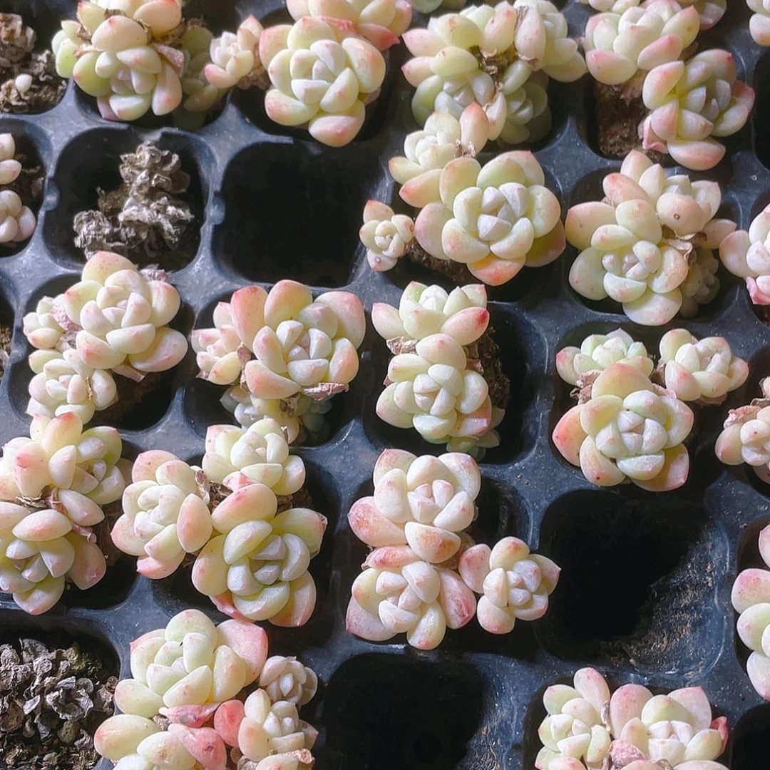 白体冰玉三头不包整穴一个满25包邮