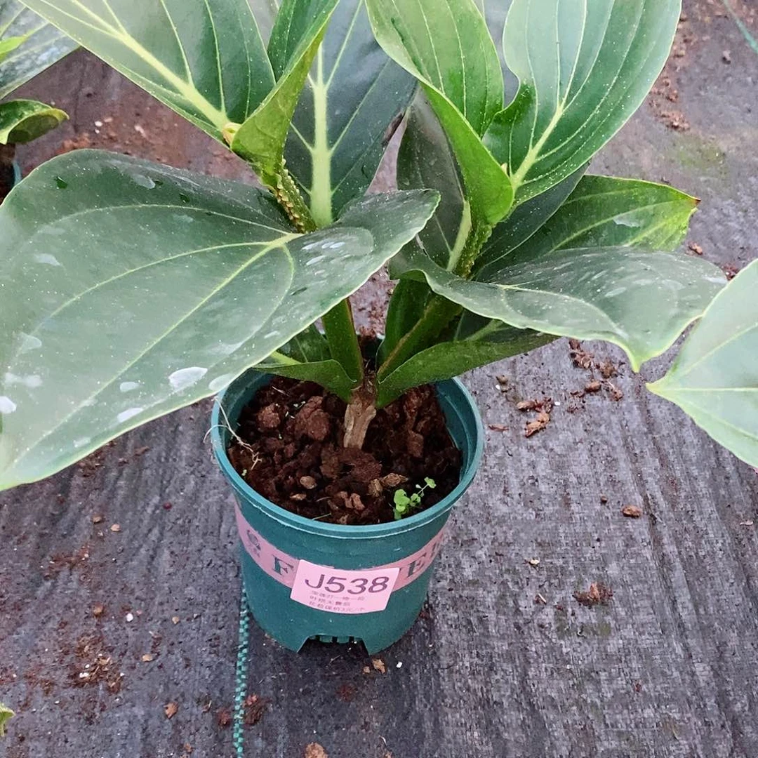 无花朵一**深木本花卉538
