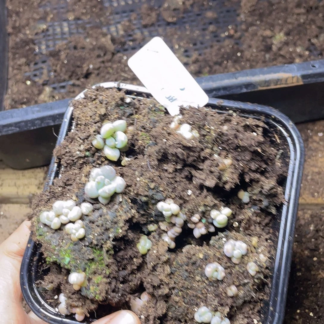 粼***瑰量拍多肉植物多肉植物657