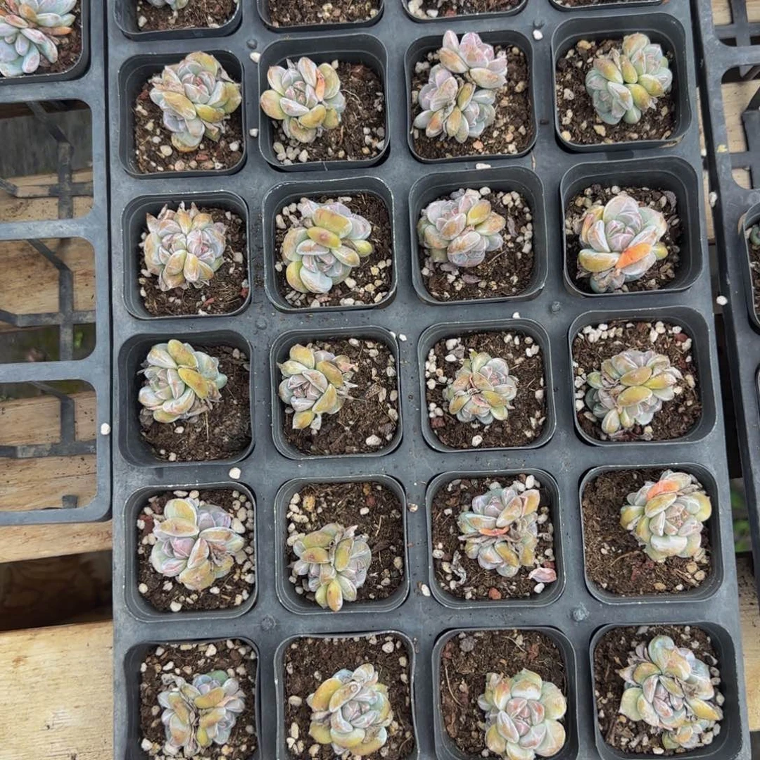 小***.一组24颗3头混合星影特价