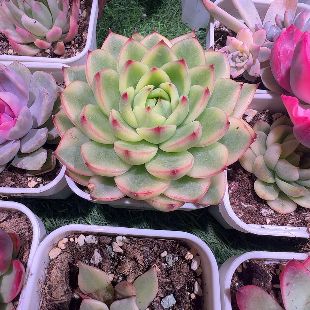 多肉植物多肉植物