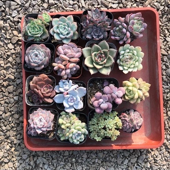 开播福利，框拍7号