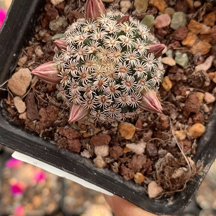 74 实生克氏丸3.1厘米