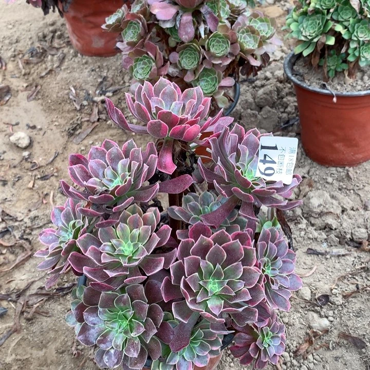 149金丝雀绣球1号棚