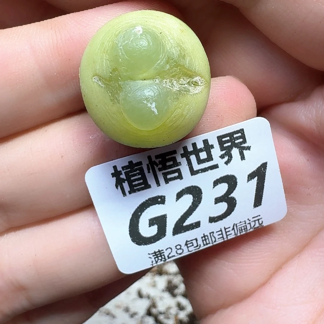 多肉植物的人生fggh