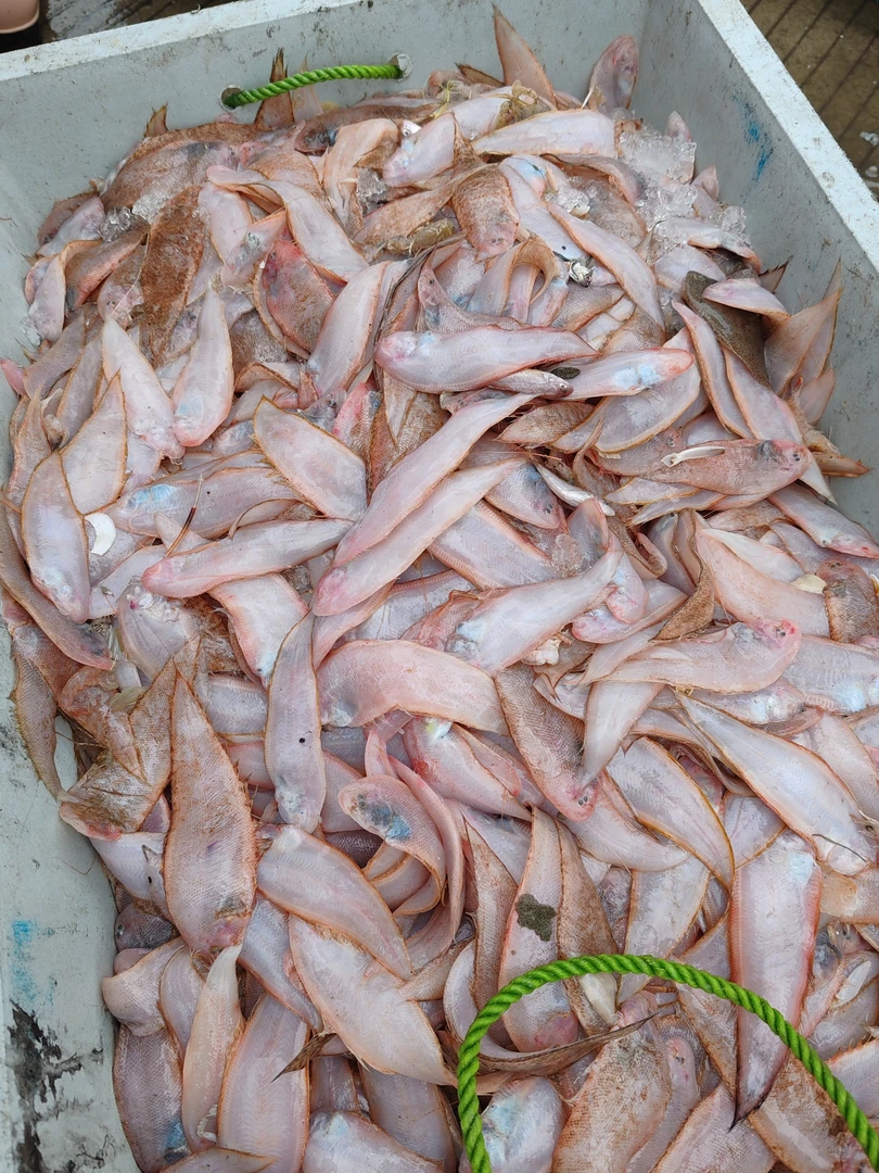 惠来神泉港小龙舌