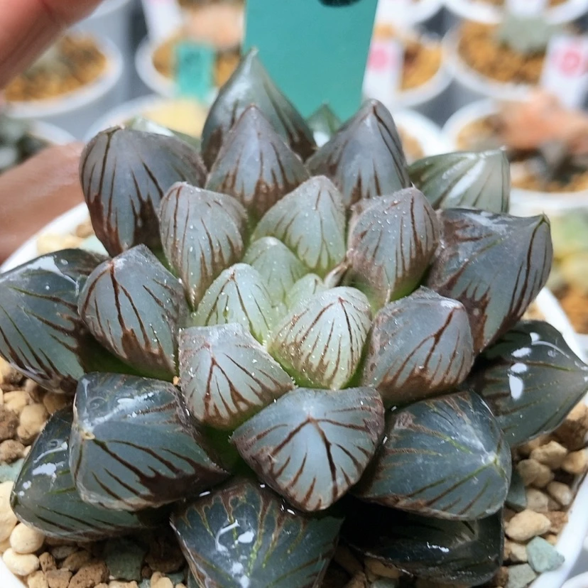 【闪购商品】龙爪33