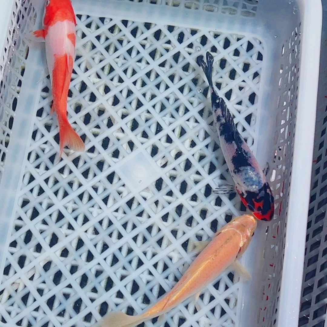 锦鲤锦鲤观赏鱼1111