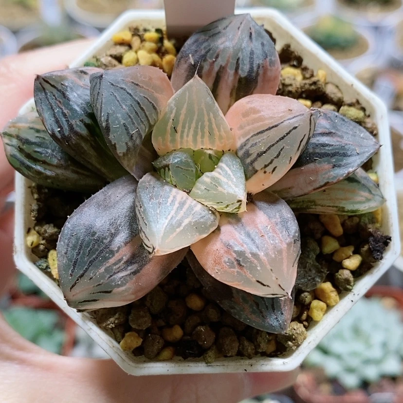 【闪购商品】46赤焰玉露锦