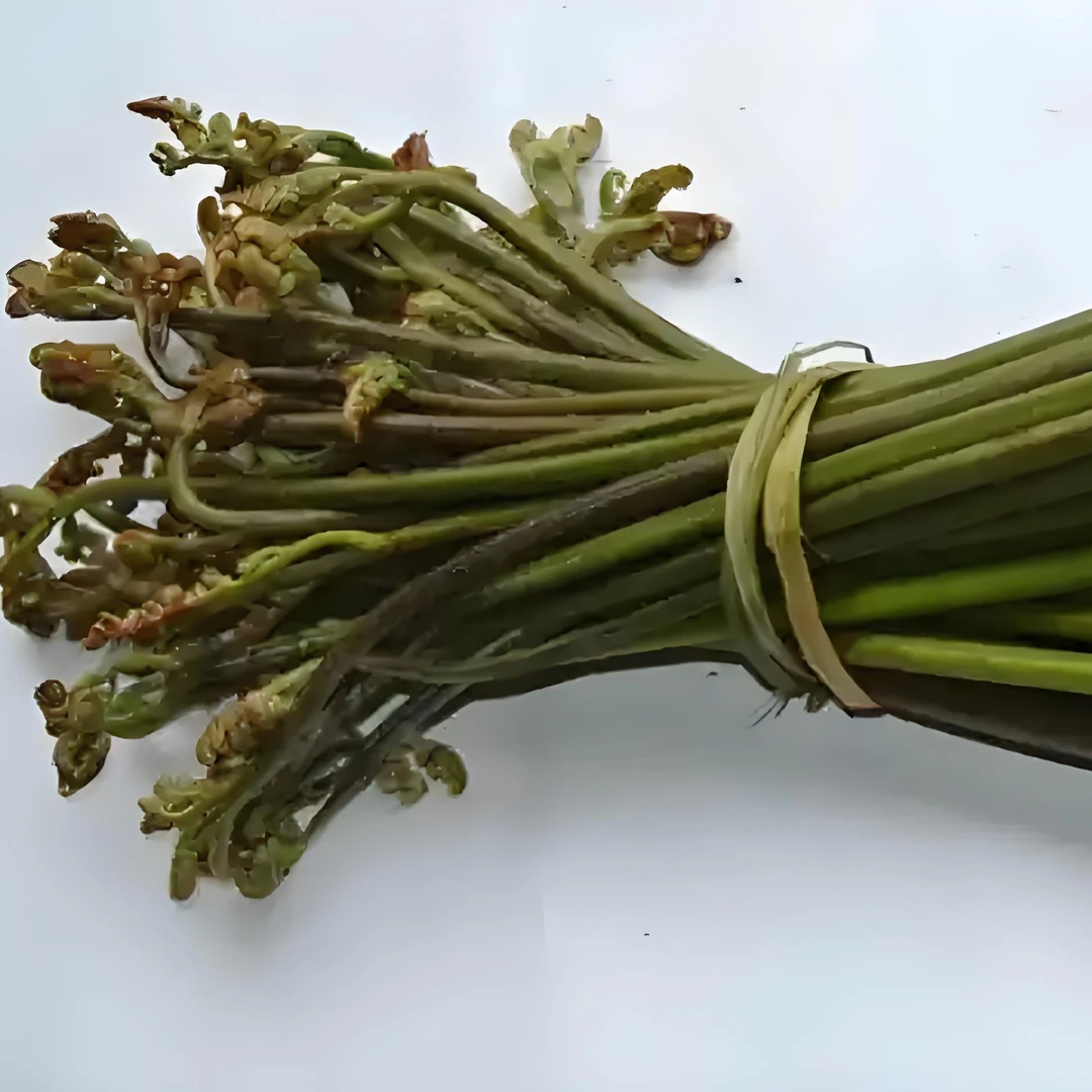 高山生长野生蕨菜