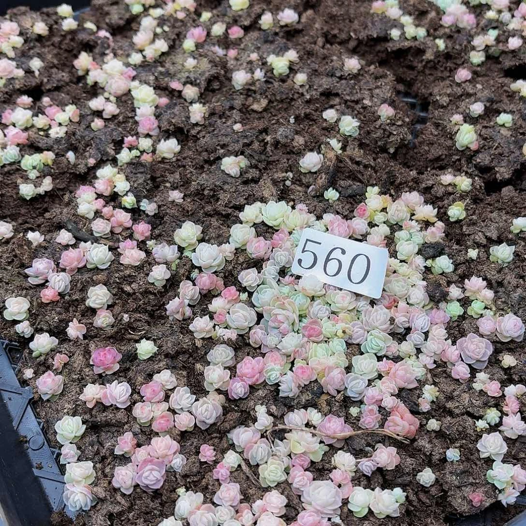 多肉植物多肉植物560