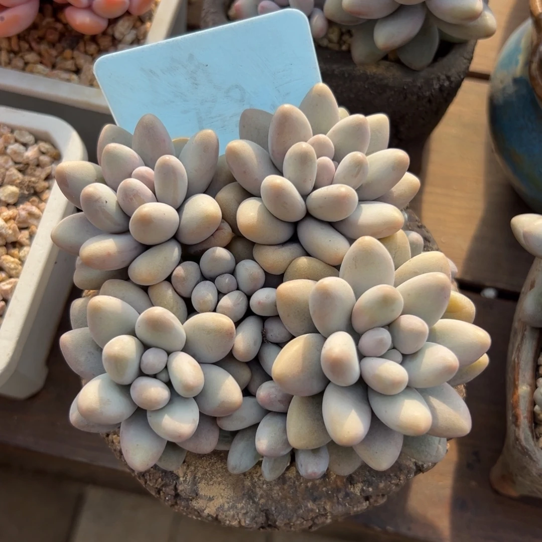 粉色恋人1111111111