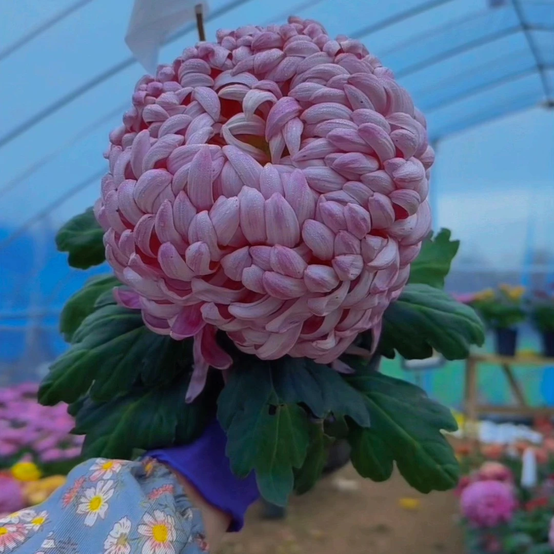 国华八十祝菊花苗2颗