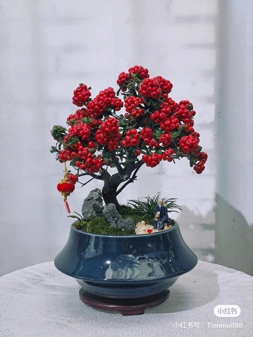火棘吉祥果盆栽赏花赏果不带盆
