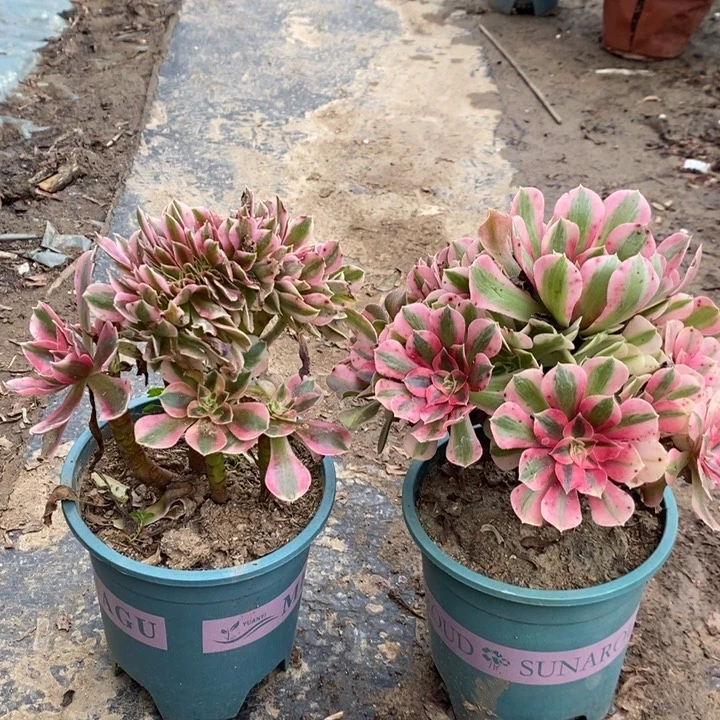 两颗多肉植物17。