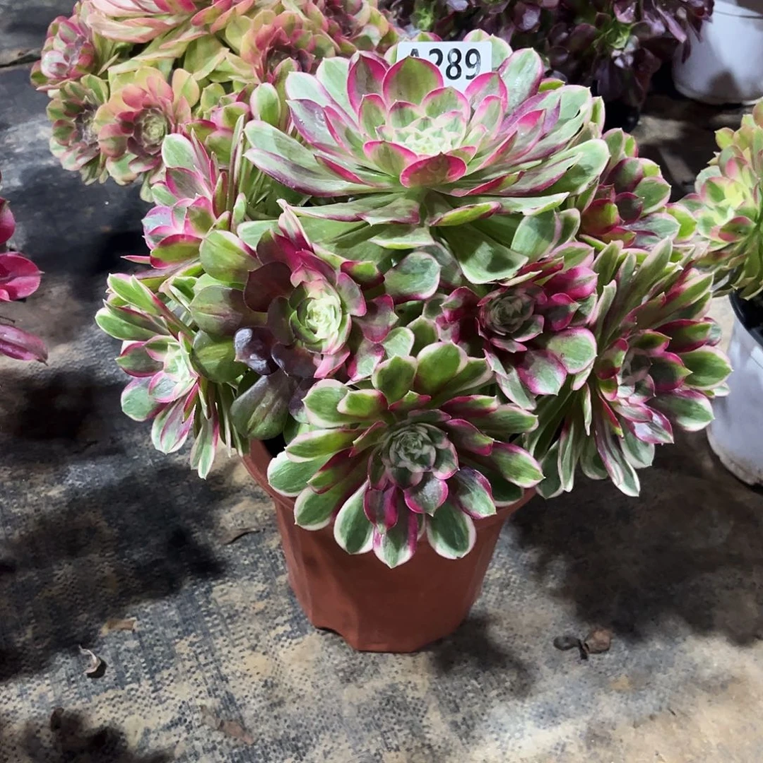 多肉植物孔雀翎289多肉