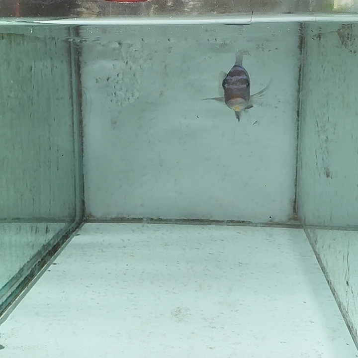 海水115号野生马孔德费恩