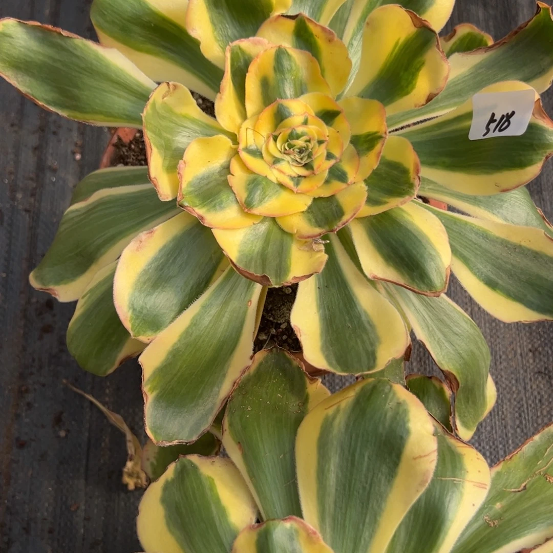 丽***丽518王妃多肉多肉多肉