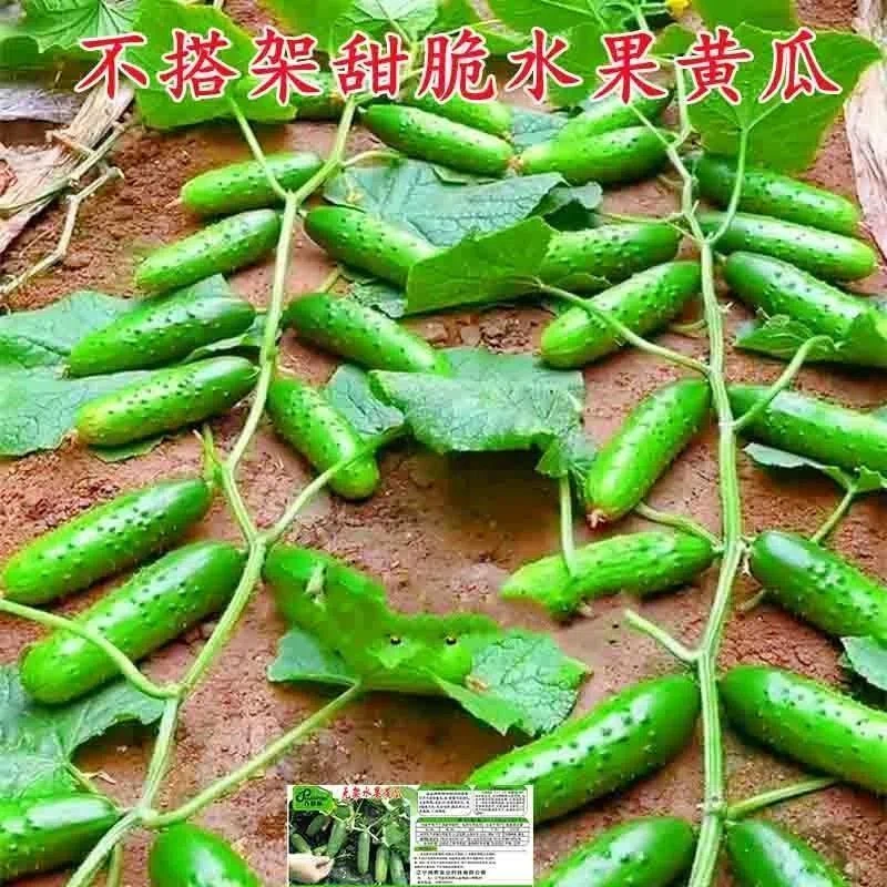 【懒人满地爬水果黄瓜种子】不搭架早熟生吃蔬菜