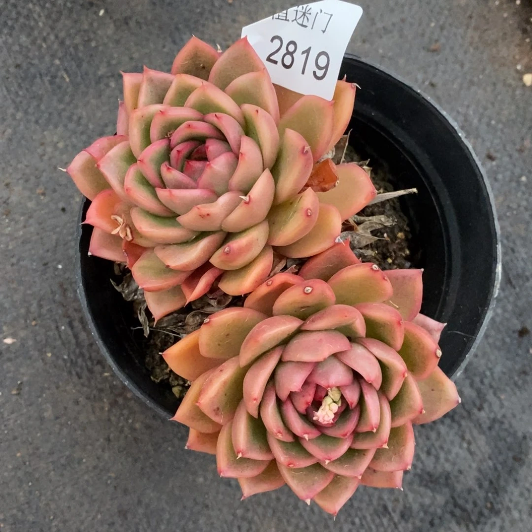 陆*子杂交精品多肉2819叶伤