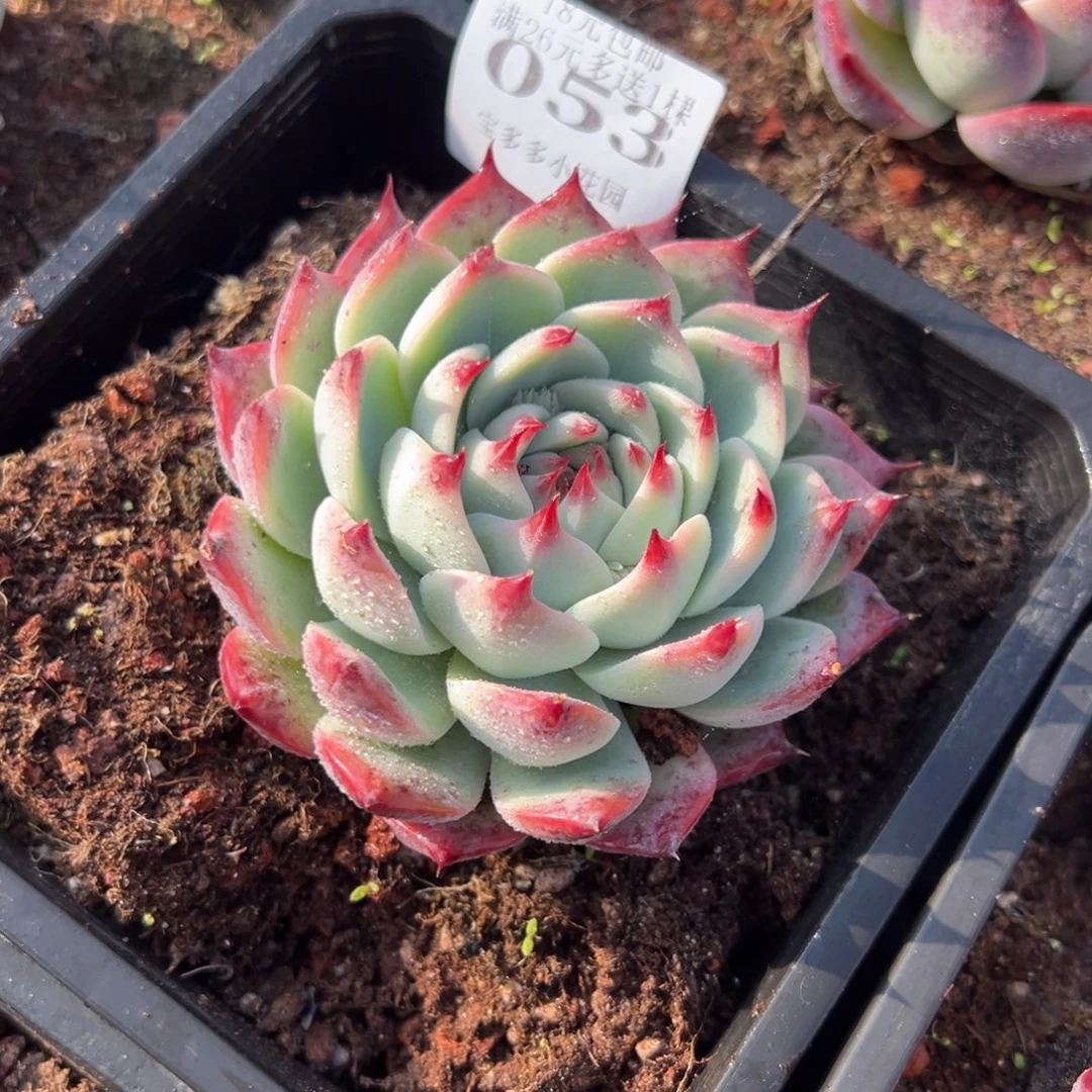 053号吉娃娃一物一拍满18包邮